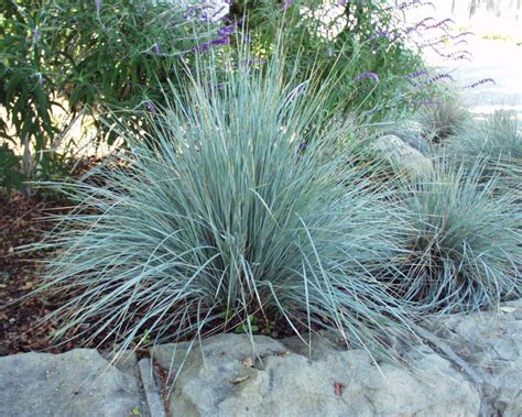 Gardening With Grey Silver Foliage Plants Shrubs Ground Covers