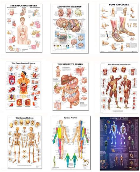 Buy 9 Pack Anatomical Set Laminated Muscular Skeletal Digestive
