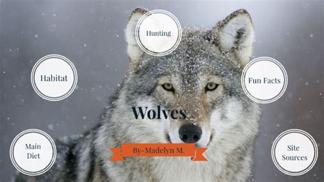 Wolves Diet Habitat And Hunting By Madelyn Mccallum