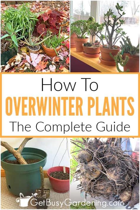 How To Overwinter Plants The Complete Guide In 2024 Plants Winter