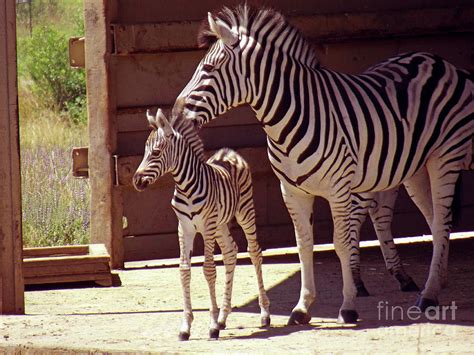 Zebra Mom And Baby Photograph By Methune Hively