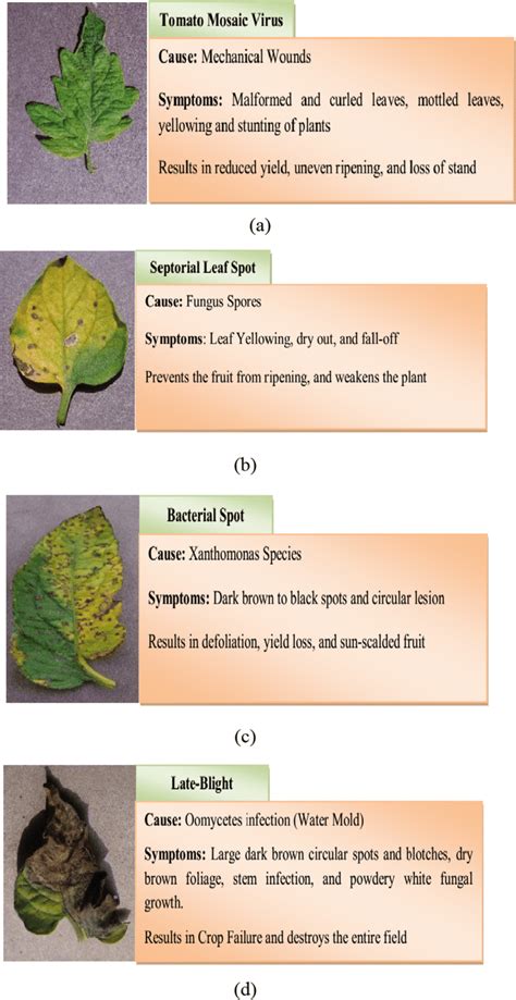 Four Types Of Tomato Leaf Disease Classification Download Scientific