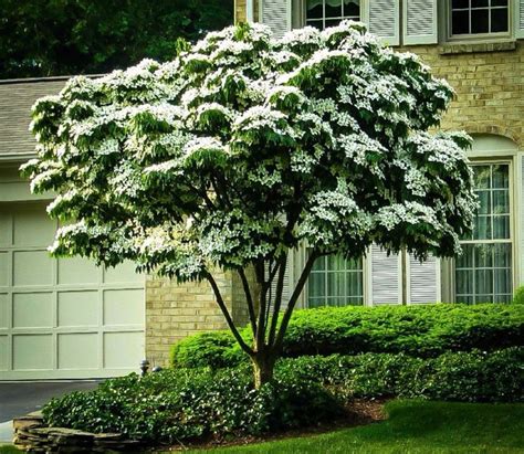 Your new dogwood trees from brighter blooms will create enjoyment from day one. Kousa Dogwood: This white flowering dogwood blooms later ...