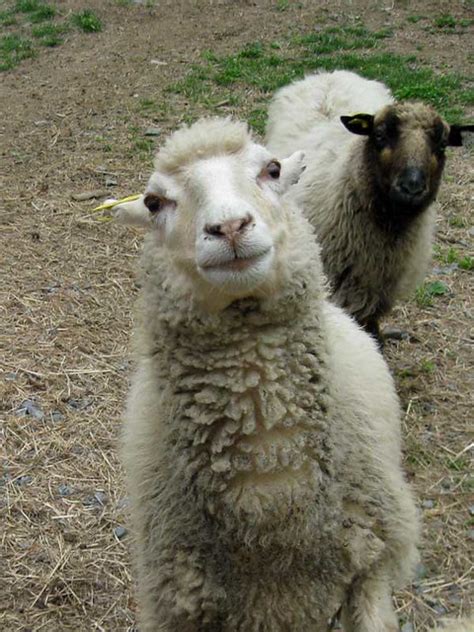 Silly Sheep She Is Jumping Up On The Back Of Another Sheep Flickr