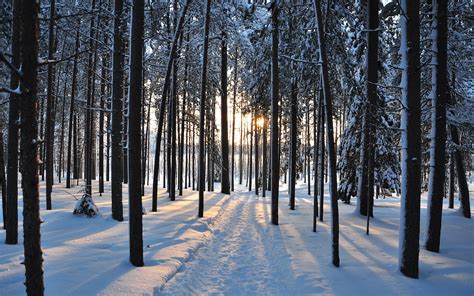 Winter Forest Road Wallpapers Wallpaper Cave