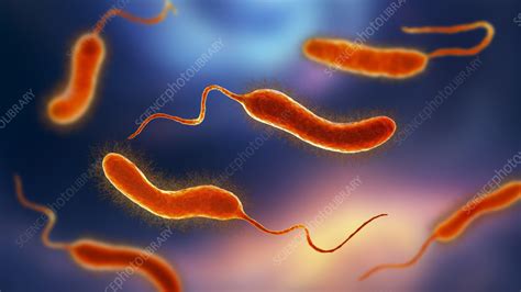 Vibrio Mimicus Bacteria Illustration Stock Image F0373739