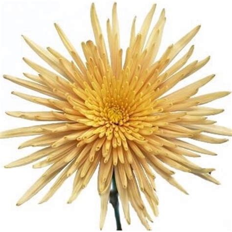 Chrys Fuji Anastasia Bronze Disbuds Mums Chrysanthemum Flowers By