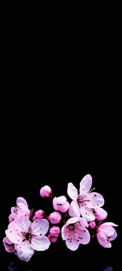 Wall Paper Android Simple Dark 44 Best Ideas Cherry Blossom
