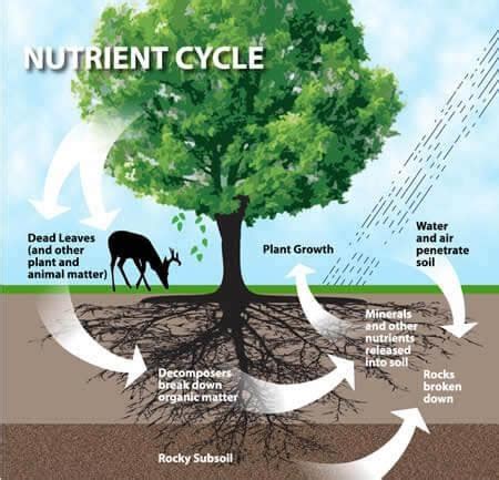 Water evaporates into the air. Ecosystems and Processes | Geography Revision