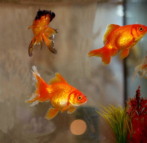 Goldfish Free Stock Photo Public Domain Pictures