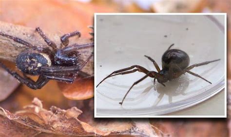 false widow spiders flock to british homes are they dangerous how to spot false widows big