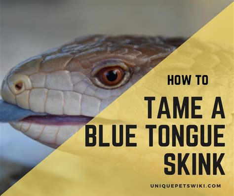 How To Tame A Blue Tongue Skink