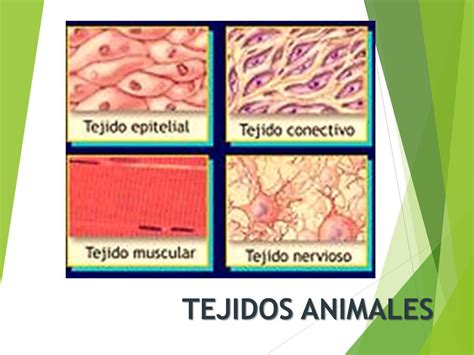 Ppt Tejidos Animales Powerpoint Presentation Free Download Id2360751
