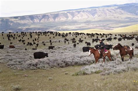 Cattle Ranch Tx Ranch Cattle Drives Wyoming Ranch Rider Cattle