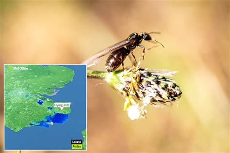 50 Mile Swarm Of Flying Ants Picked Up By Weather Radar On South East