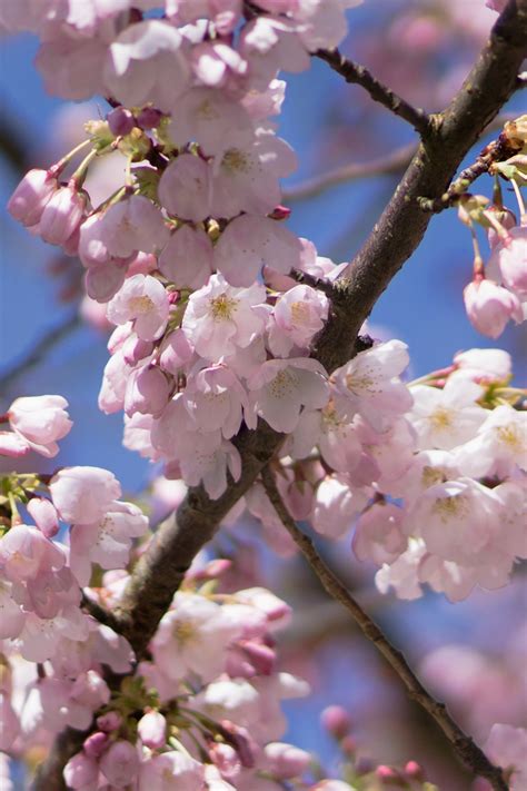 Akebono Cherry Blossoms Prunus × Yedoensis 1200x1800 Oc