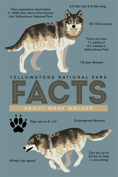 Print Yellowstone National Park Facts About Gray Wolves Lantern