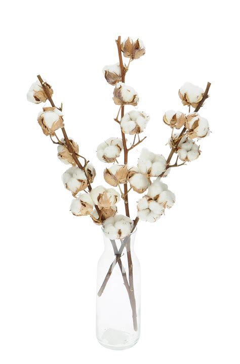 dried cotton stem with 8 flowers blosmi suszone kwiaty i trawy do wazonu i dekoracji