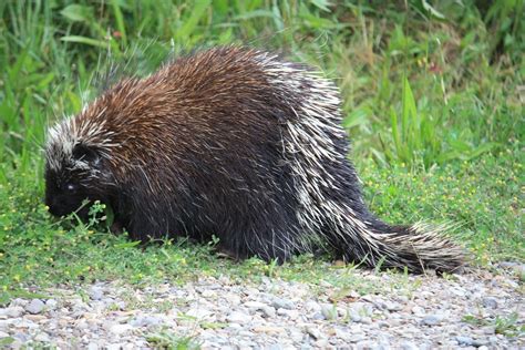 Free Photo Canadian Porcupine Porcupine Free Image On Pixabay 381299
