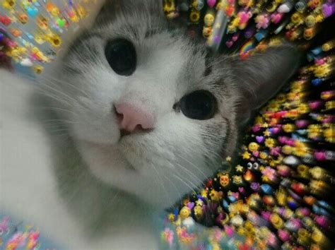 Download Wholesome Cat Meme Hearts Png And  Base