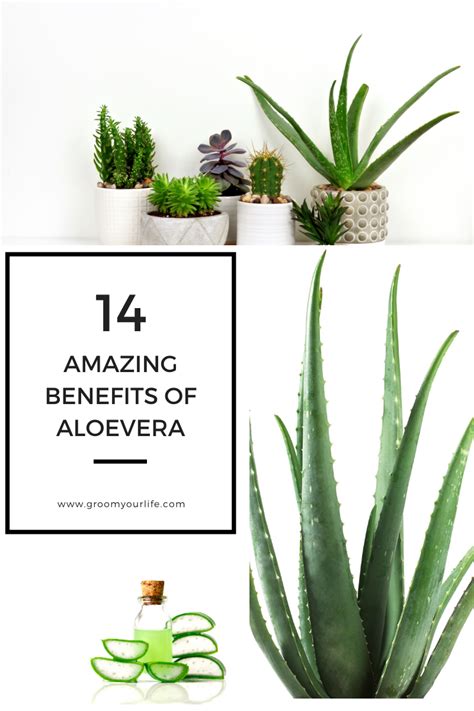 When used as a mouth rinse, research results show a significant. Benefits Of Aloe vera in 2020 | Aloe vera, Aloe, Plants