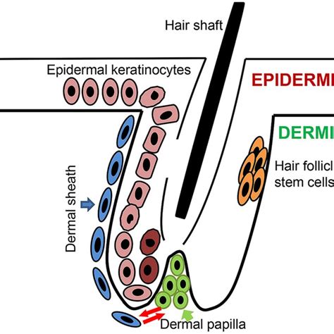 Illustration Of Hair Follicle Structure The Hair Follicle Contains The
