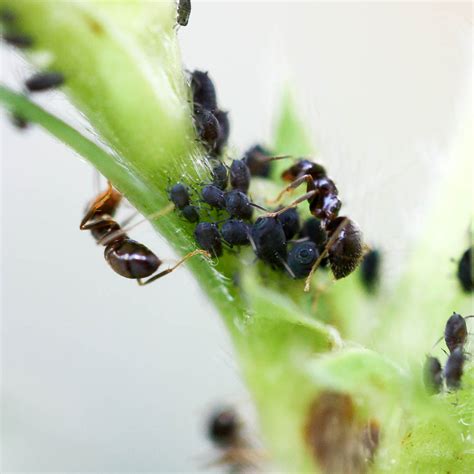 Blattläuse natürlich ohne chemie bekämpfen. Blattläuse bekämpfen | Schädlinge im garten, Garten ...