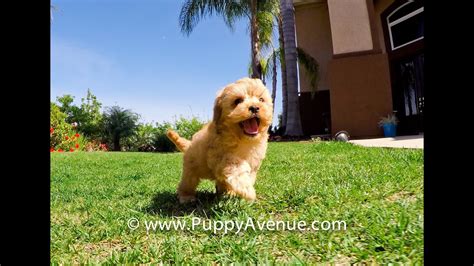 They are known for their nice temperament and the willingness to please their owner. Rex the Adorable Ruby CavaPoo Hybrid Male Puppy For Sale ...