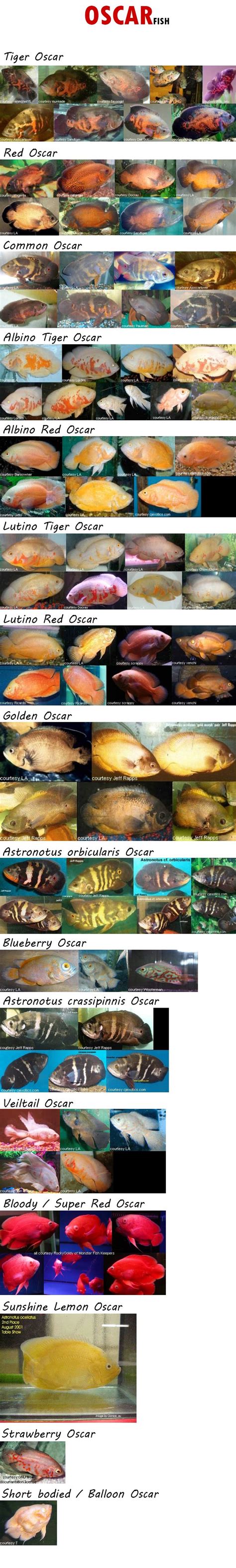 The oscar fish can become large, and most of the species can reach up to 12 inches. Oscar Varieties | Oscar Fish | Pinterest | Pets, My family ...