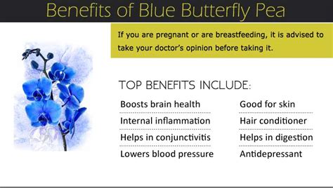 The butterfly pea flower yields a very valuable blue food colouring, one of the very few sources of edible blue colour, and is popular in social benefit. luthfiannisahay: Butterfly Pea Flower Nutritional Value
