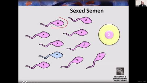 Utilizing Sexed Semen In Beef Ai And Et Programs Dr Cliff Lamb Youtube