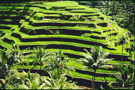 Banaue Rice Terraces Tour Philippines
