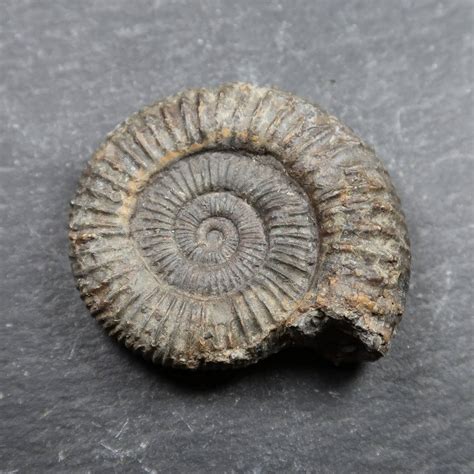 Ammonite From Whitby Uk Ammonite Fossils Whitby Ammonites