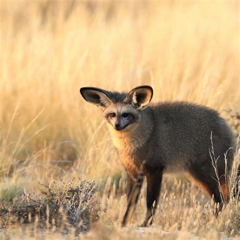 If your kids love the zebra, the giraffe, the lion. Animals of Africa - Big Five, Small Five, Shy Five & Ugly ...