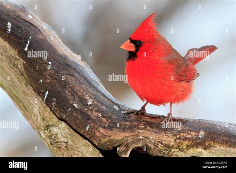 Male Northern Cardinal Cardinalis Cardinalis On A Tree Branch In The
