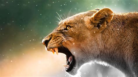 Roaring Lioness 4k Wallpaper