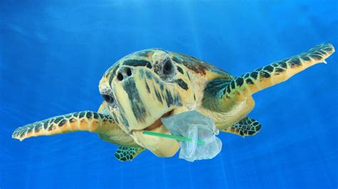 Skip The Straw And Save A Turtle Clcengage