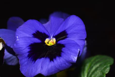 Pansy Flowers Blue Close Free Image Download
