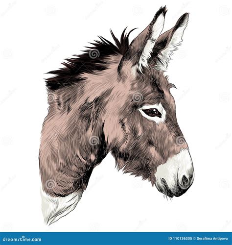 Donkey Sketch Engraving Vector 153031995