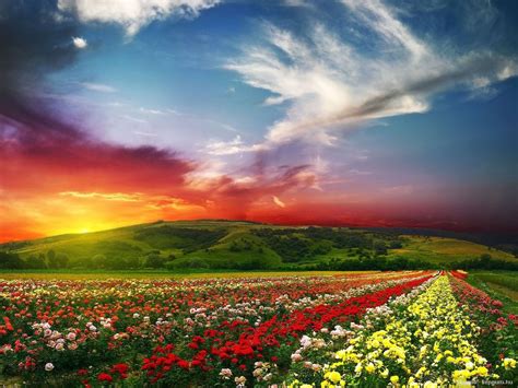 Flowers For Flower Lovers Flowers Natural Scenery Photos