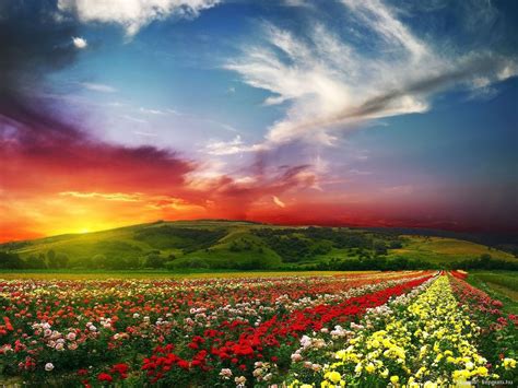 1440 x 900 jpeg 163kb. flowers for flower lovers.: Flowers natural scenery photos.