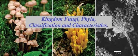 Kingdom Fungi Phyla Classification And Characteristics