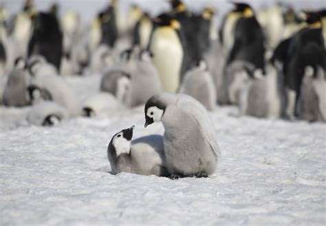Emperor Penguins Emperor Penguins On Snow Hill Island Antarctica