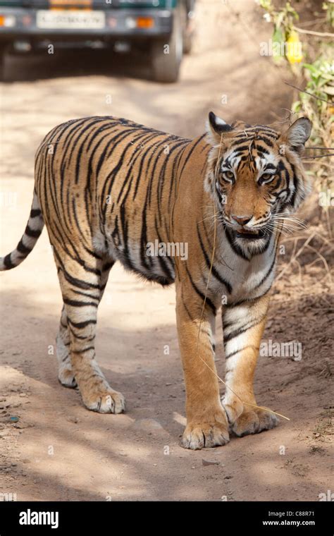 Female Bengal Tiger Panthera Tigris Tigris In Ranthambore National