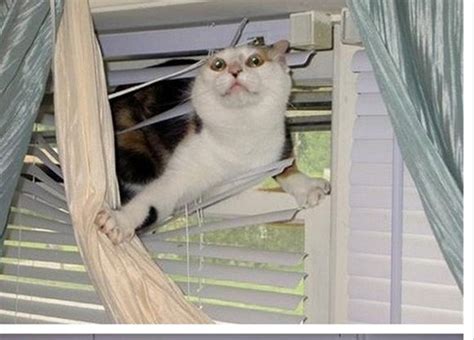 Blinds let the air in and prevent your cat from going outside. Is There a Way to Keep the Cats Out of the Blinds