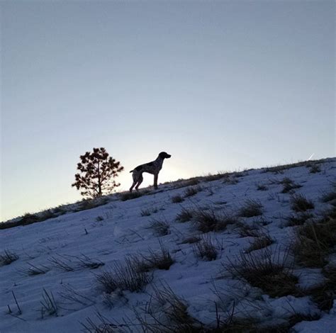 With great views and plenty of room for your dog there is water in the summer and limited access to restrooms. Angus Off-Leash | Dog park, Iron springs, Park