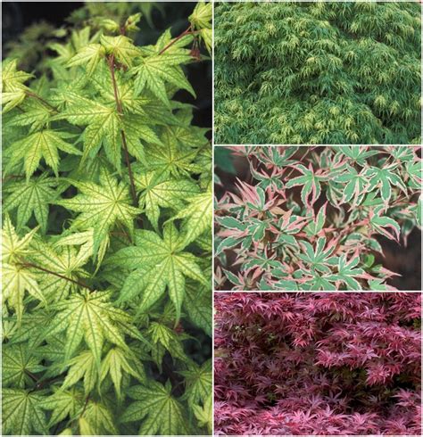 Acer Palmatum Multiple Varieties Japanese Maple Shades Of Green Inc