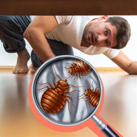 Why Are Bed Bugs Such A Difficult Pest To Get Rid Of Bed Bug Sos