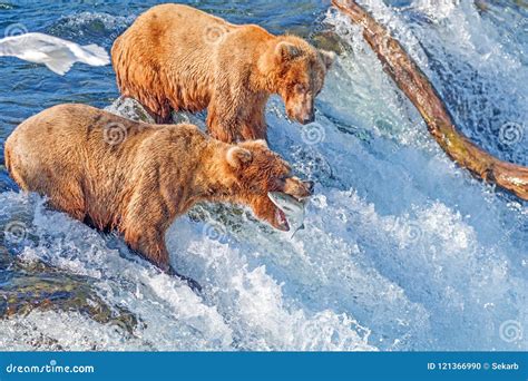 Brown Bear Catching Jumping Salmon In Mid Air At Brooks Falls Katmai