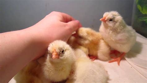 Leghorn Chicks Enjoying Petting Youtube